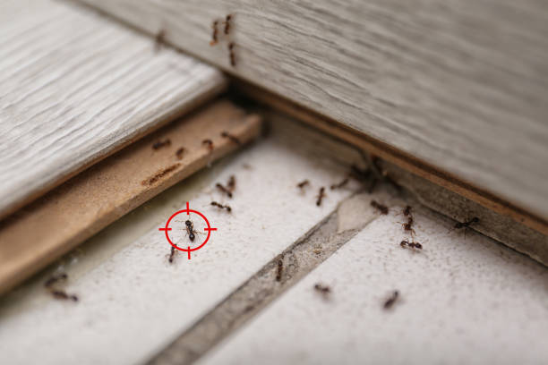 Best Pest Removal Services  in Ellijay, GA