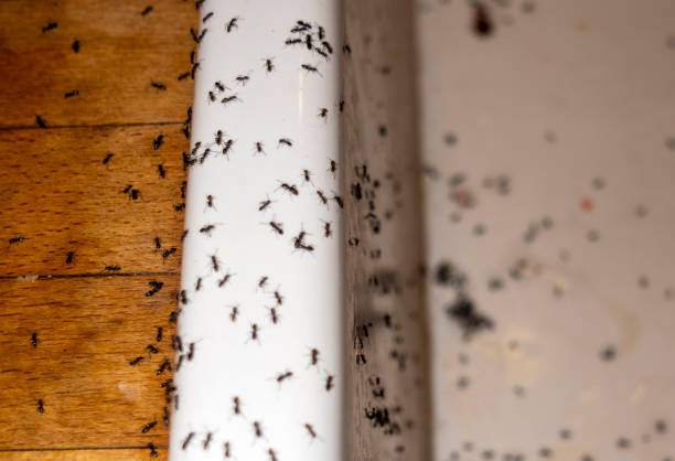 Best Pest Inspection Near Me  in Ellijay, GA