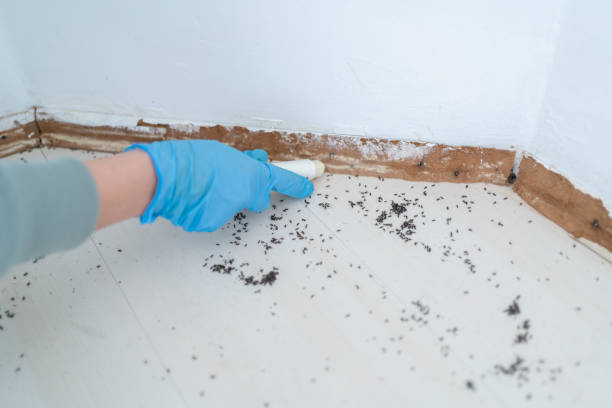 Trusted Ellijay, GA Pest Control Experts